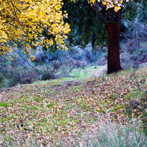 Alojamiento Rural en Cazalla de la Sierra para rutas por la naturaleza