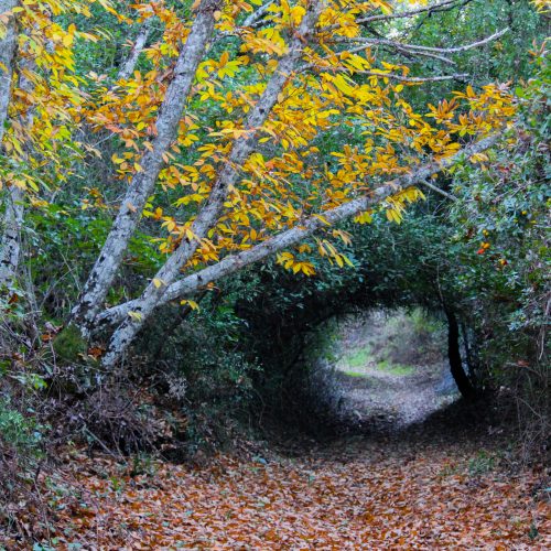 Alojamiento Rural en Cazalla de la Sierra para rutas por la naturaleza